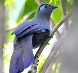 Discover the Splendor of Madagascar’s Blue Coua