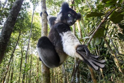 Discover the Majestic Indri Indri of Madagascar